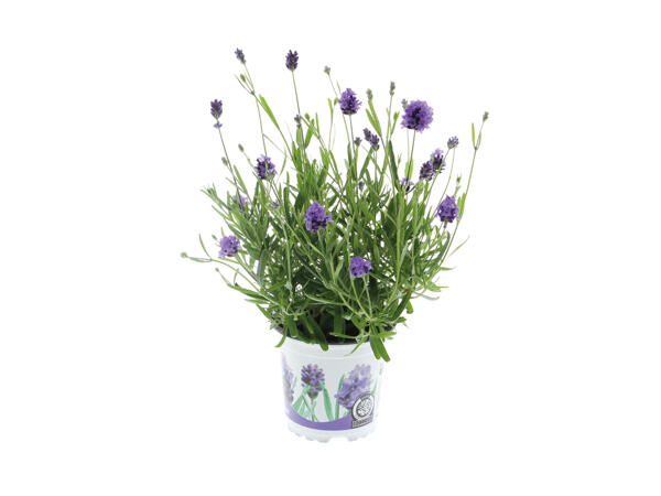 Lavendel Thumbelina