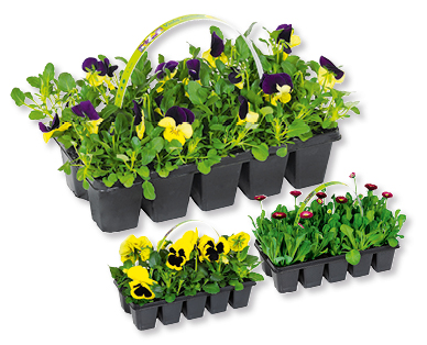 Assortiment de plantes printanières pour plates-bandes