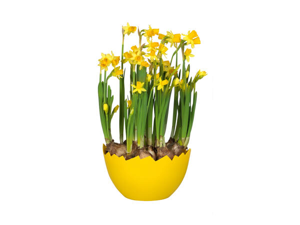 Daffodils in Egg Planter