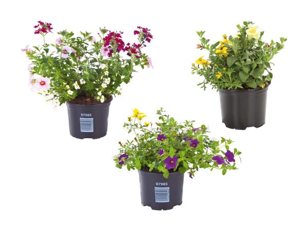 Trio di piante fiorite