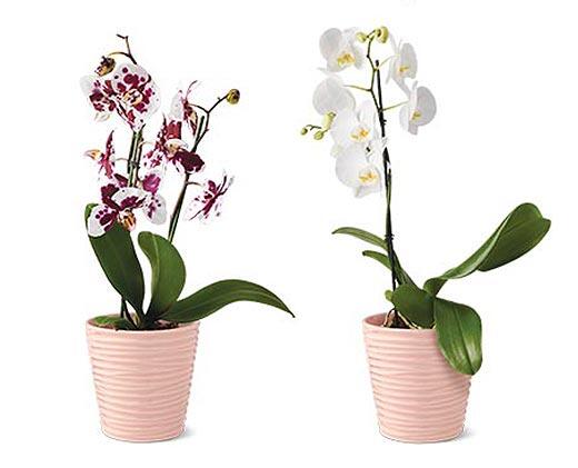5" Easy Orchid Assorted Colors