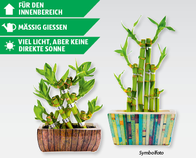 GARDENLINE(R) Glücksbambus