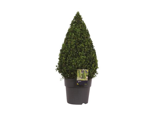 Large Buxus Pyramid