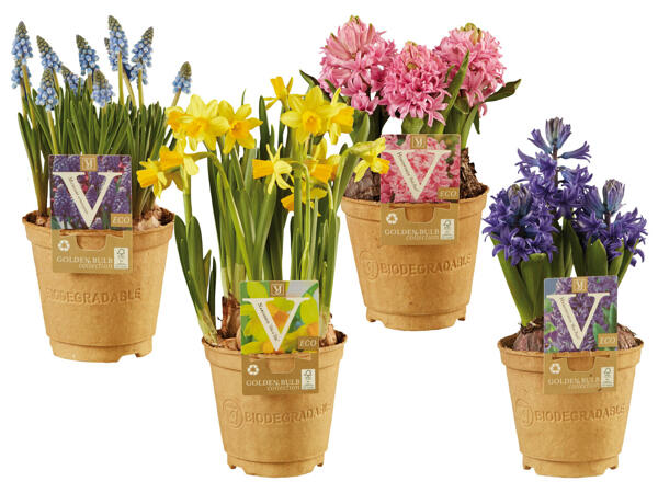 Blumenzwiebel ECO