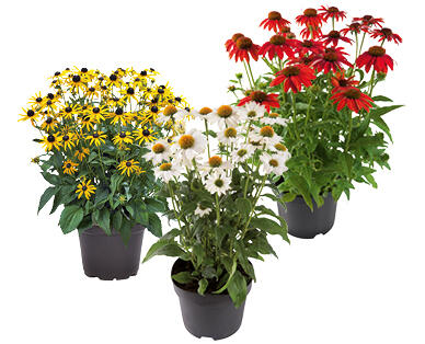 ECHINACEA