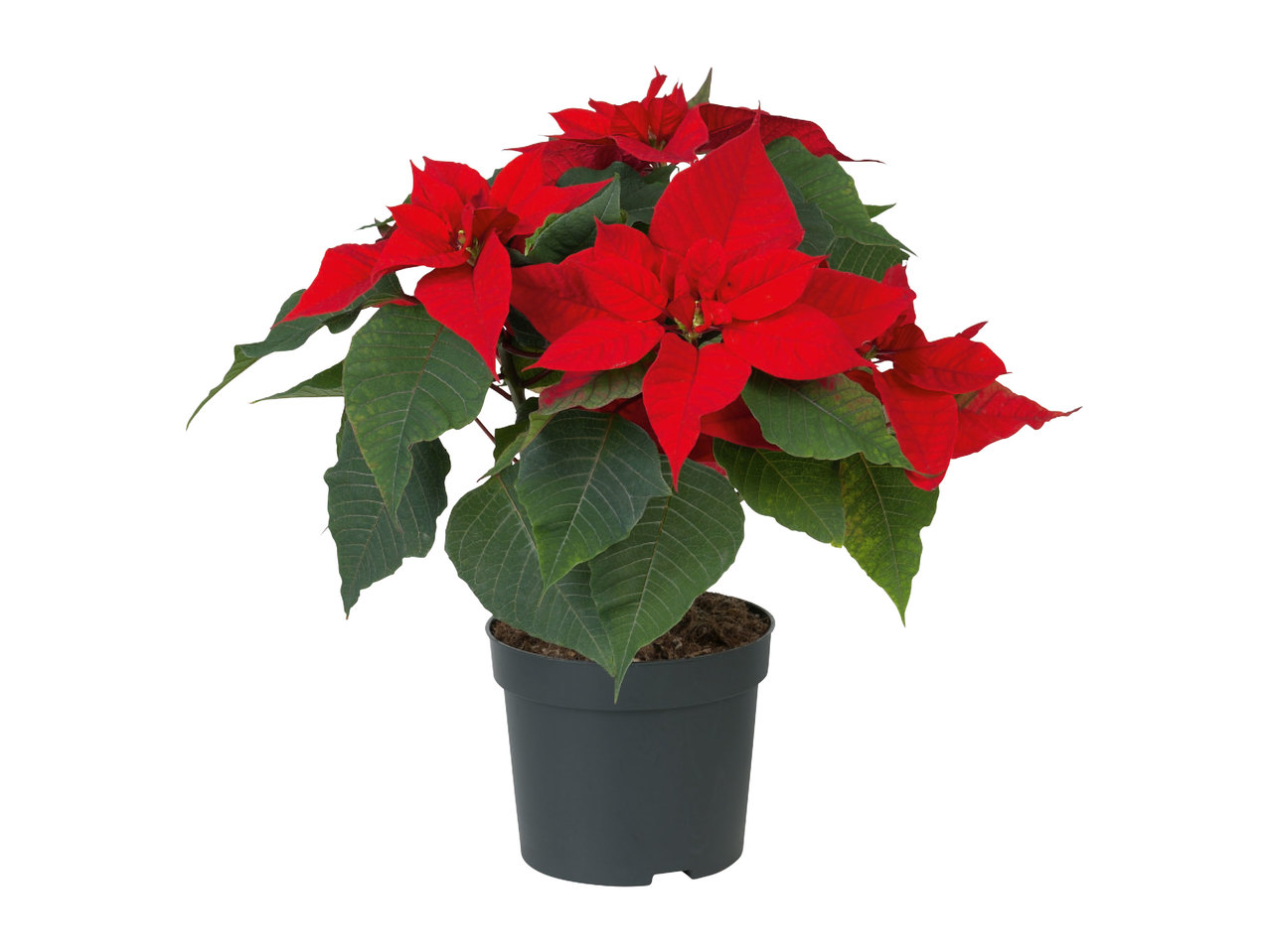 Rose de Noël