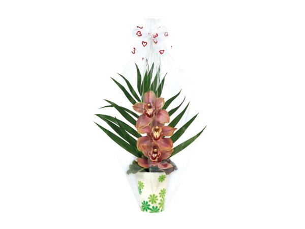 Mother's Day Tiered Orchid