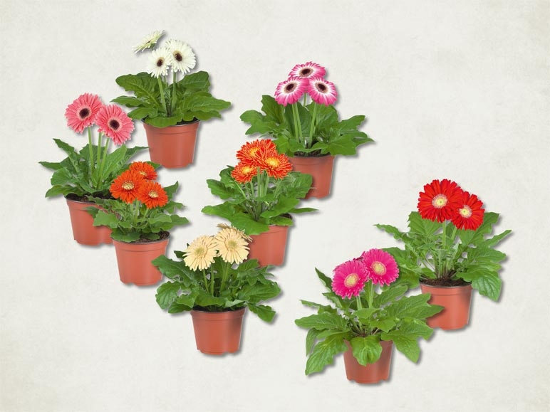 Mélange de gerberas (dès le 4.2.)