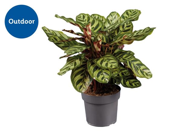Houseplant