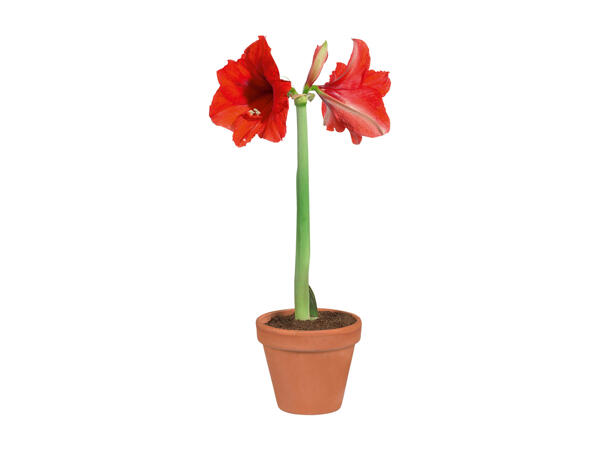 Amaryllis, 1 Stem