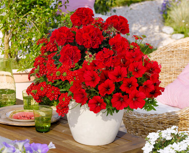 Balkonblumen Ton-in-Ton
