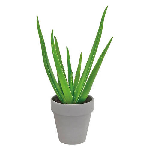 Aloe Vera Plant