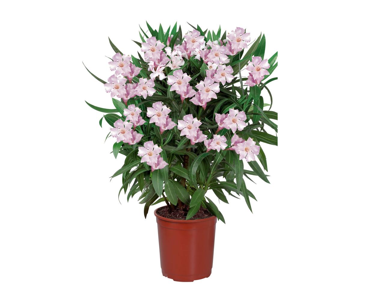 Oleander