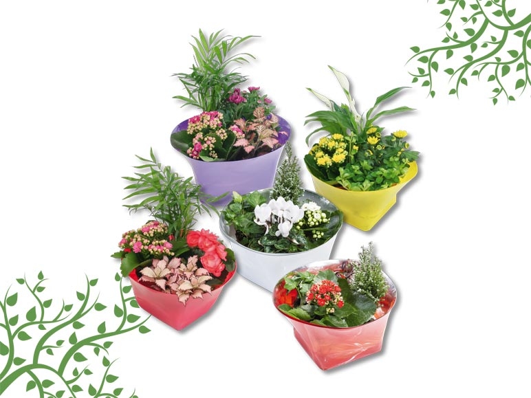 Plantes d'appartement "Mini Garden" (dès 13.6.)