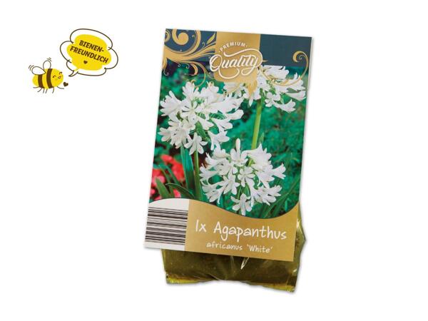Sommerstauden Zwiebeln Premium