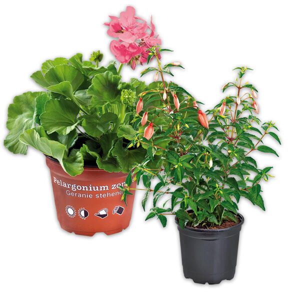 Fuchsien / Geranien