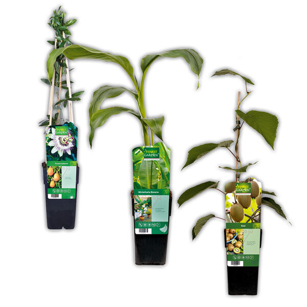 Exotische Früchte