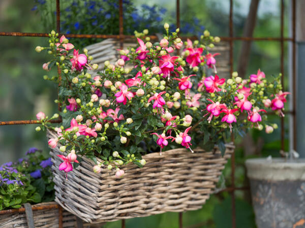 Fuchsia i 6'er bakke