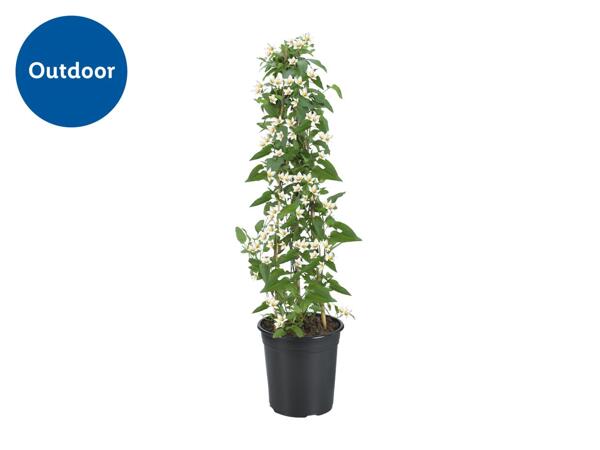 Jasmine Nightshade