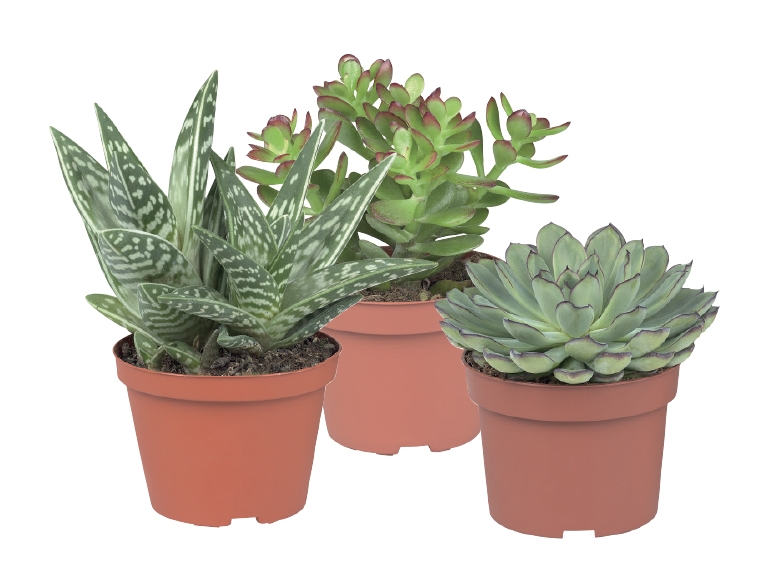 Assorted Succulents