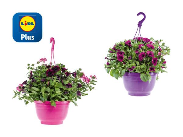 Maxi plantes pour suspensions