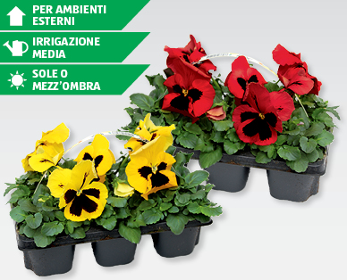 Viole del pensiero dai fiori grandi