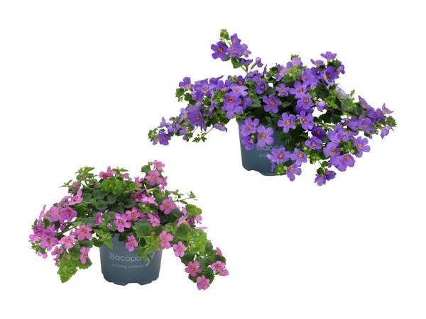 Bacopa