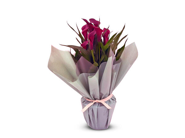 Gift Wrapped Calla Lily