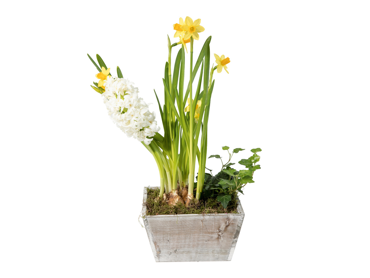 VÅRBLOMMOR I TRÄLÅDA