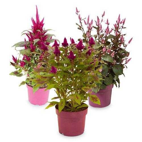 Celosia