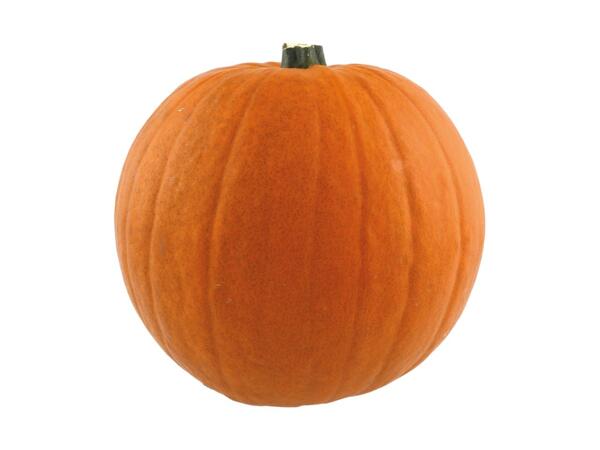 Large Pumpkin