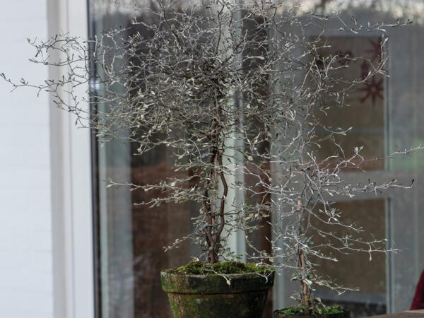 Spøgelsestræ Corokia