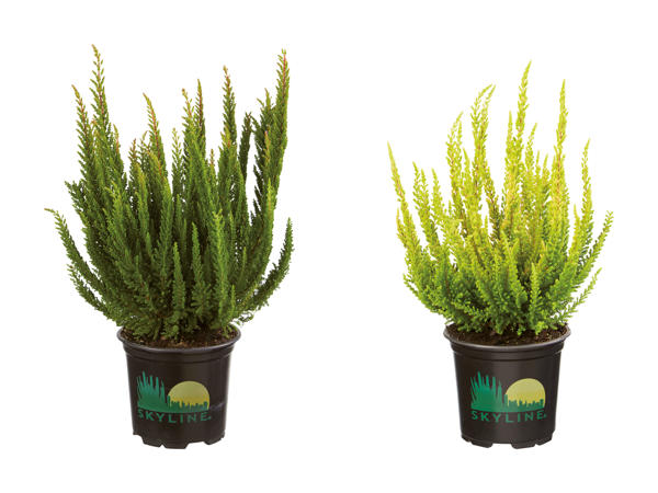 Bruyère Calluna Skyline