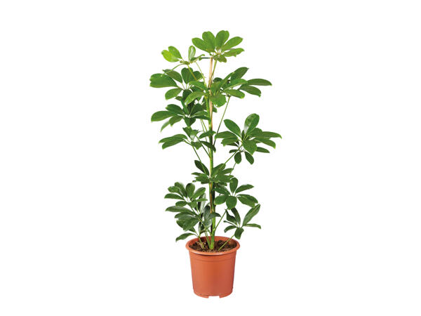 Green Houseplants