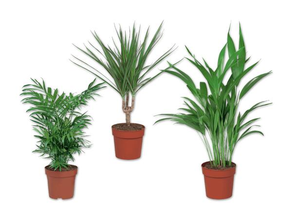 Palme
