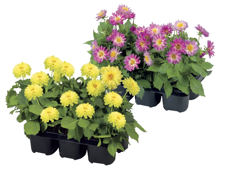 Bedding Plants