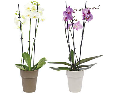 ORCHIDÉE 3 TIGES
