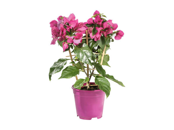 Bougainvillea