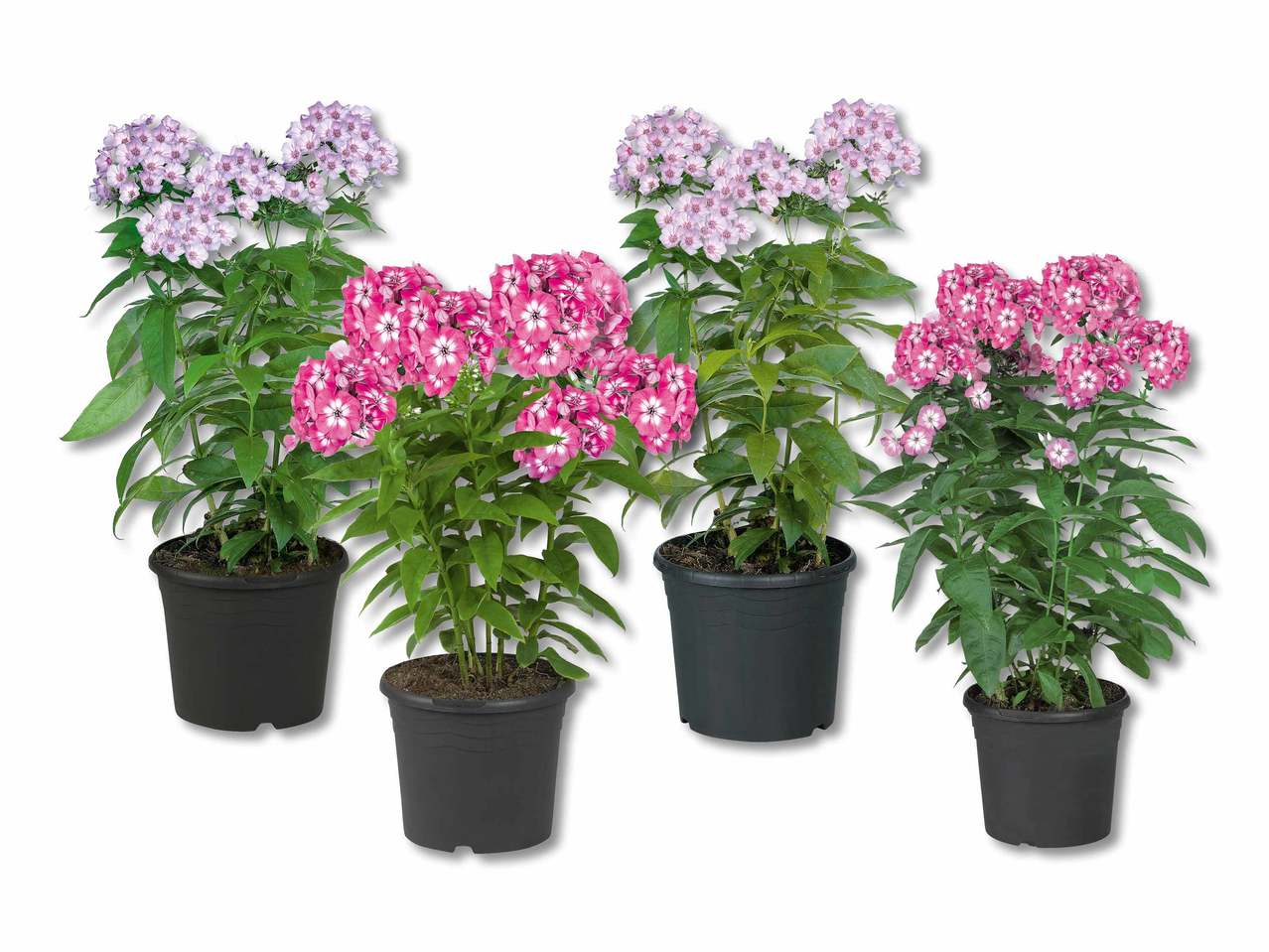 Phlox paniculata "Flame"
