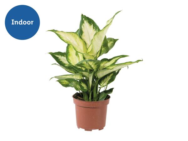 Assorted Plants