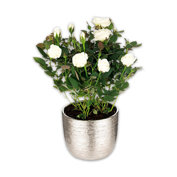 Großblumige Topfrose XL Blüten