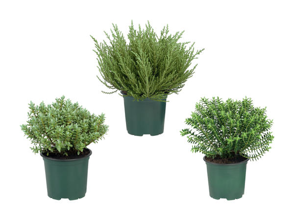 Plante hébé
