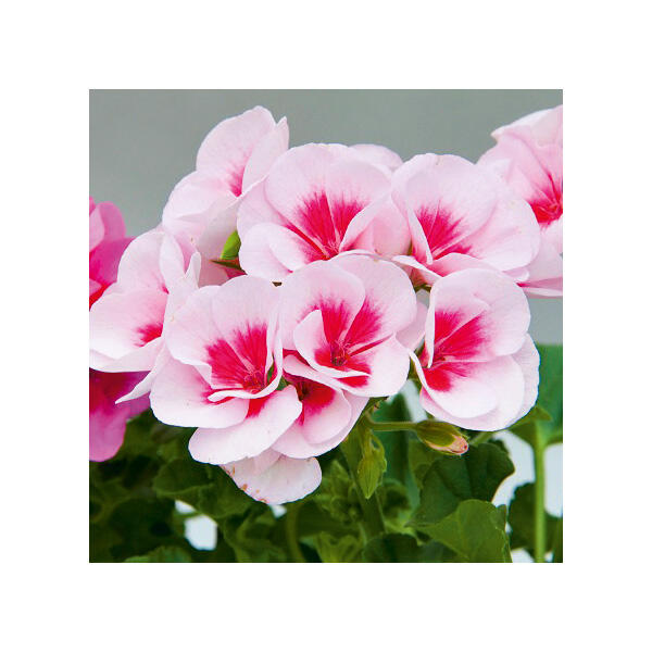 Geranien-Mix