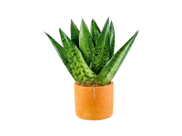 Easy to care for plants