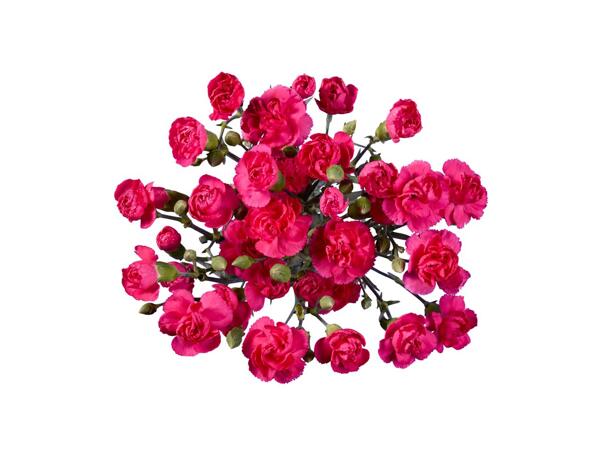 Spray Carnations