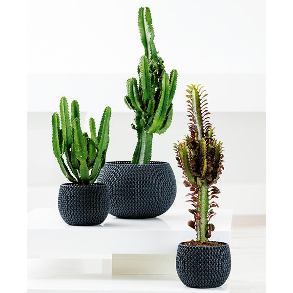 Kaktus Euphorbia XL Mix