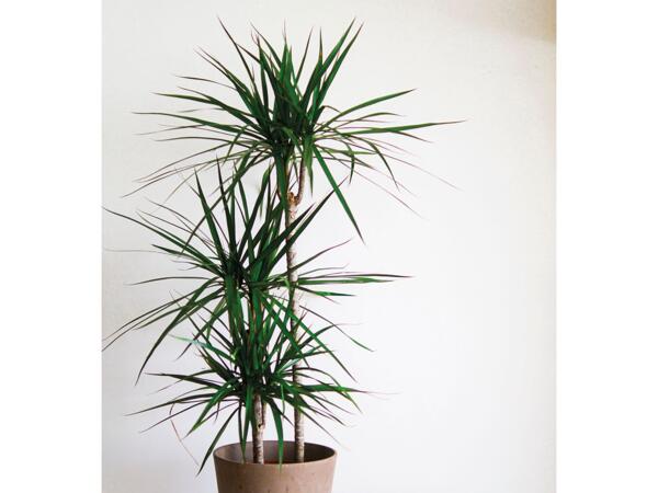 Stor grøn plante