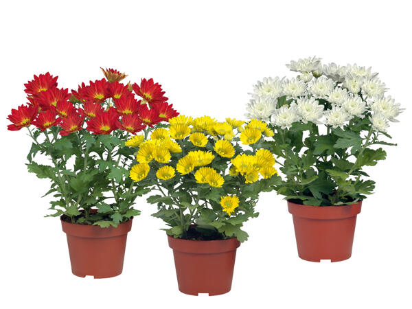 Chrysanthemums