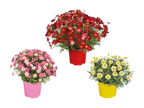Buisson de marguerites italiennes