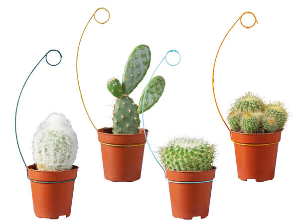 Mini Cactus